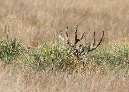 Muley Velvet Madness III