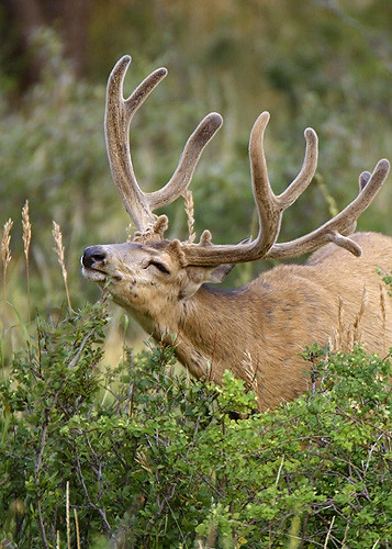 Muley Velvet Madness III