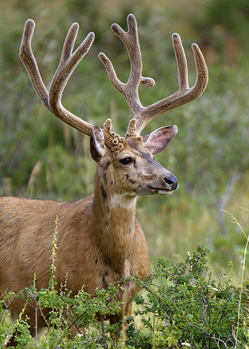 Muley Velvet Madness III