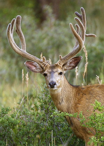 Muley Velvet Madness III