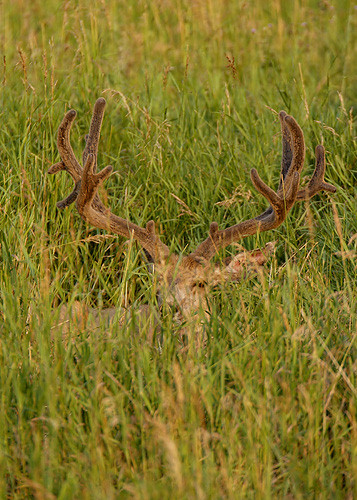 Muley Velvet Madness III