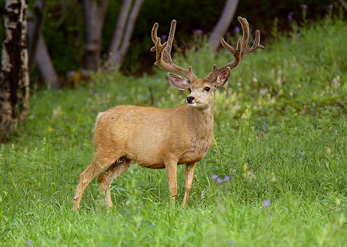 Muley Velvet Madness III