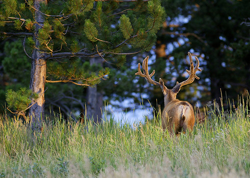 Muley Velvet Madness III