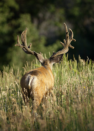 Muley Velvet Madness III