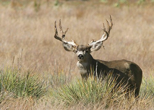 Muley Velvet Madness III