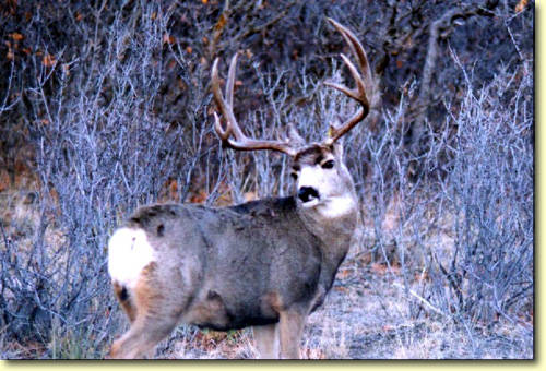 Colorado Trophy Bucks II