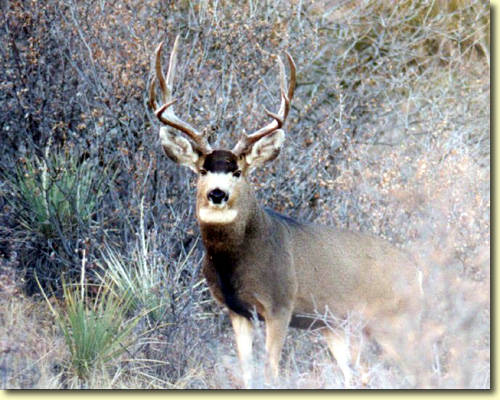 Colorado Trophy Bucks II