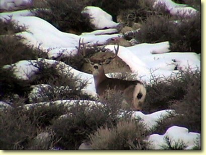 Big Bucks In California II