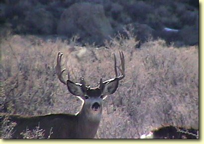 Big Bucks In California II