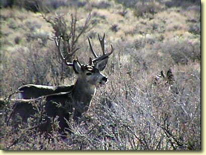 Big Bucks In California II