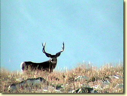 Big Bucks In California II