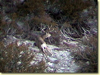 Big Bucks In California II