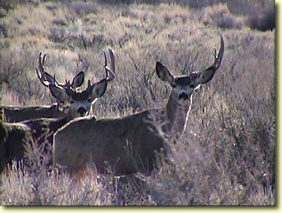 Big Bucks In California II