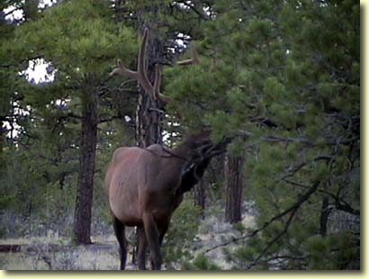 Big Bull Elk