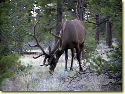 Big Bull Elk