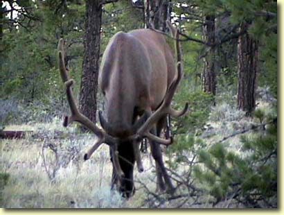 Big Bull Elk