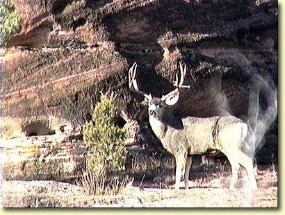 A Great Red Rock Buck