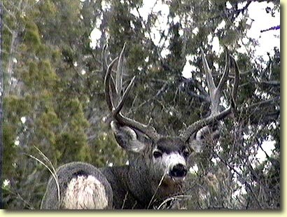 This Buck has a Great Frame