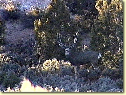 Great Brow Tines on this Buck