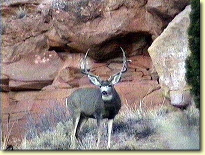 Red Rock Buck