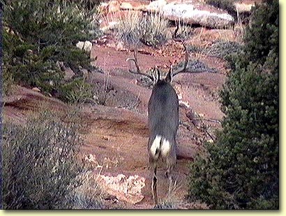 Red Rock Buck making his Getaway