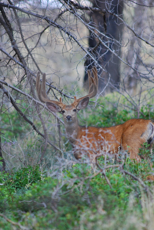 Public Land Bucks V