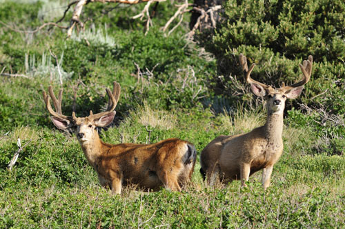 Public Land Bucks V