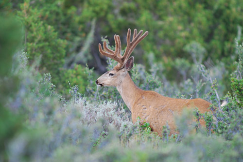 Public Land Bucks V