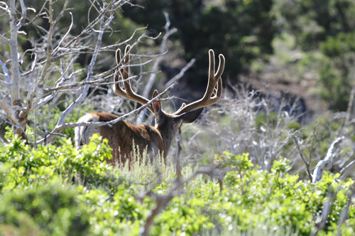 Public Land Bucks V