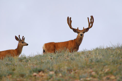 Public Land Bucks V