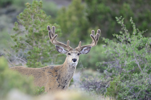 Public Land Bucks V