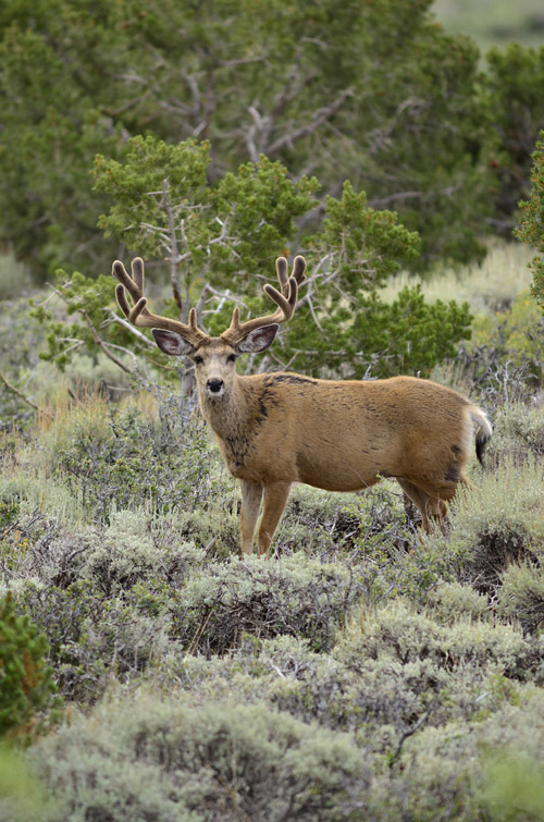 Public Land Bucks V