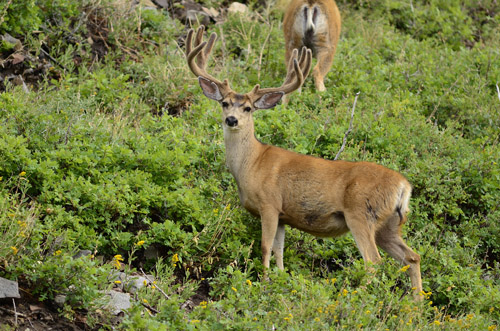 Public Land Bucks V