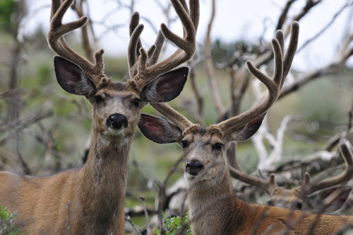 Public Land Bucks V