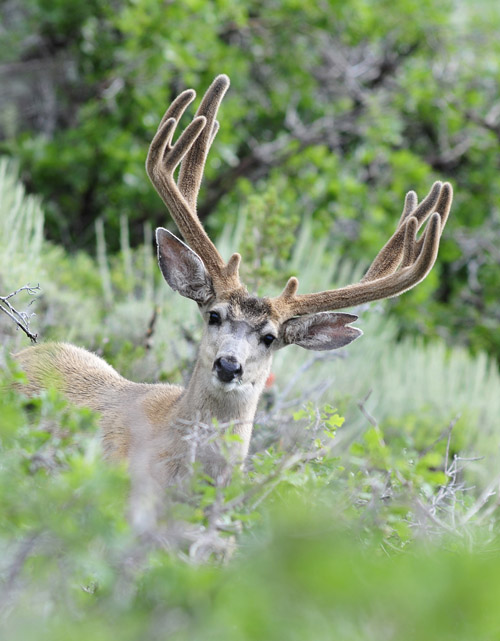 Public Land Bucks V