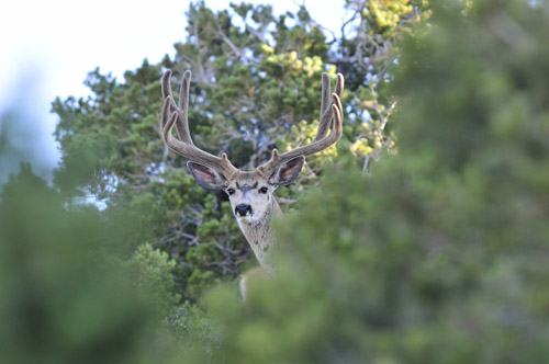 Public Land Bucks V