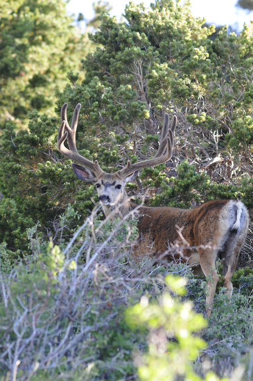 Public Land Bucks V