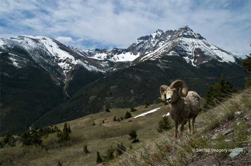 Northern Wildlife II