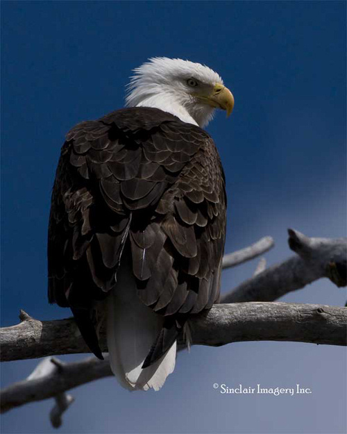Northern Wildlife II