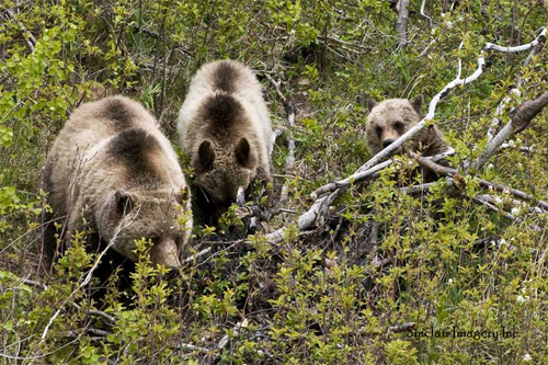 Northern Wildlife II