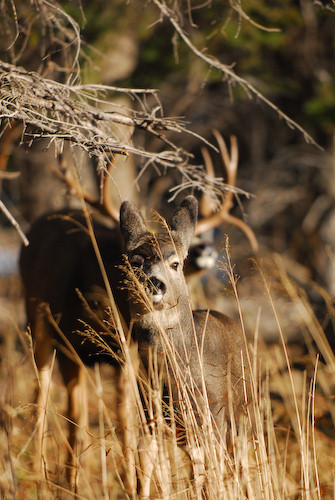 Nuts About Bucks III