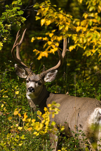 Nuts About Bucks III