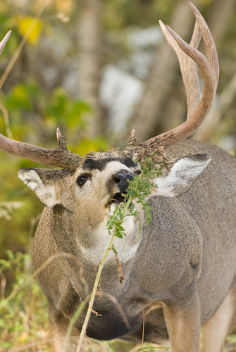 Nuts About Bucks III