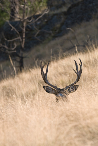Nuts About Bucks III
