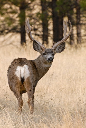 Nuts About Bucks III