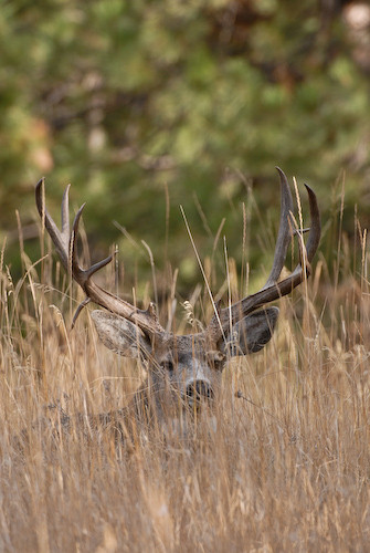 Nuts About Bucks III