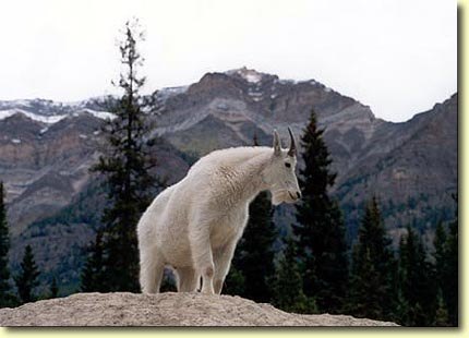 Western Wildlife