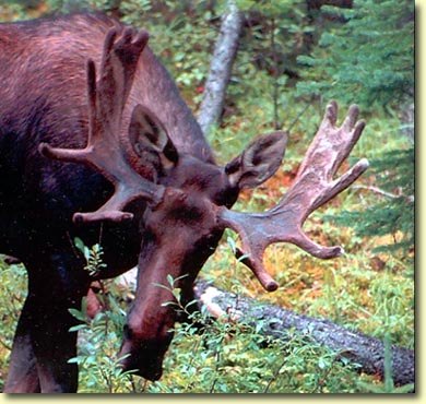 Western Wildlife