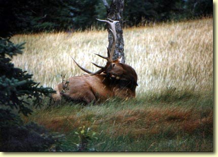 Western Wildlife