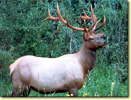 Western Wildlife
